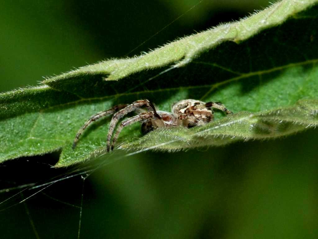 Rassegna di Larinioides cornutus - Caffarella (RM)